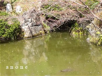 亀が泳ぐ　清水寺のみどり池