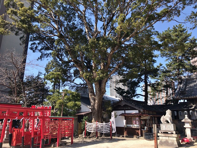 菅生神社(岡崎市)　御神木