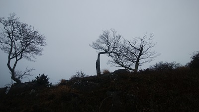 山頂付近　直角の木