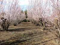 桜も満開（20201311撮影）