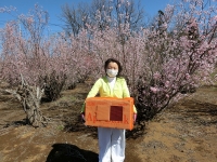 ミツバチちゃんお花の香に大興奮（20200311）