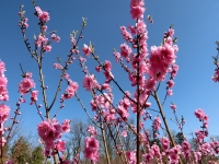 養蜂場の花桃の木（20200303）