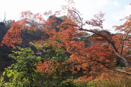 明石公園の紅葉