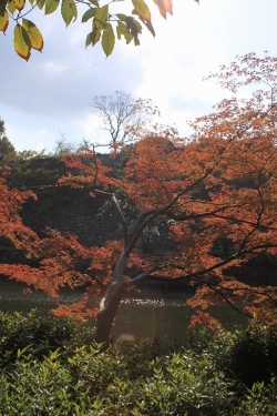 明石公園の紅葉