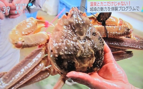 日本海の蟹　香住蟹