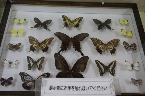 昆虫標本