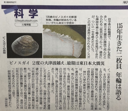 135年生きた二枚貝　ビノスガイ