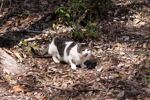 明石公園の猫