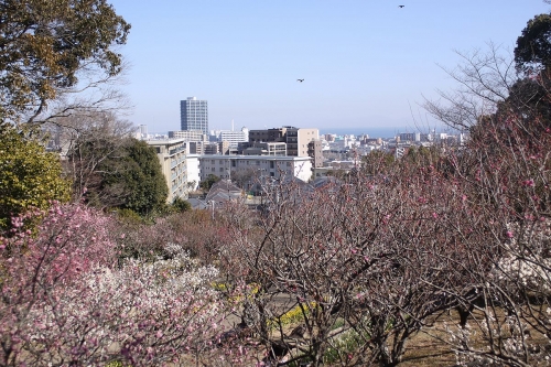 須磨浦公園の梅の花