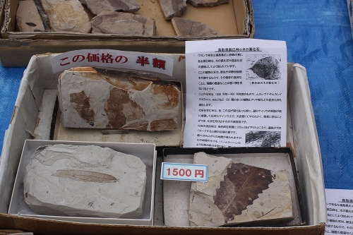 鳥取県辰巳峠の木の葉の化石