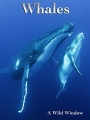 whales001.jpg