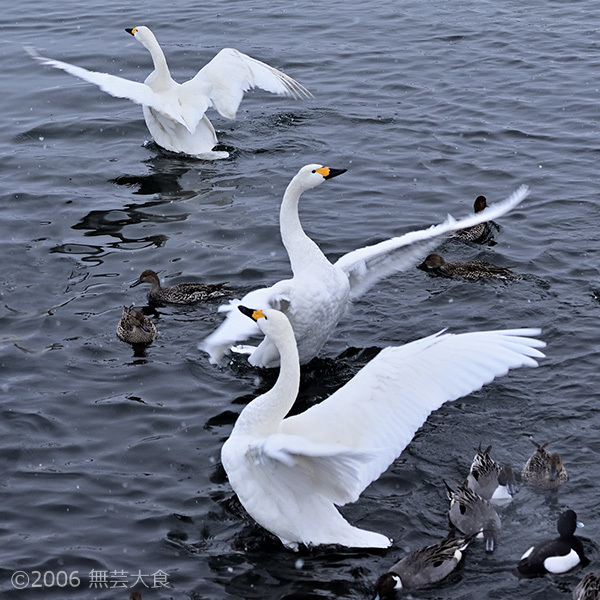 長浜の白鳥