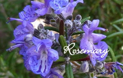 Rosemary.jpg