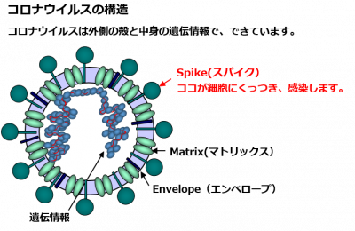 colonavirus_structure.png