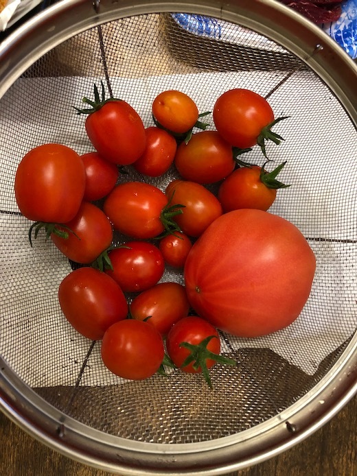 トマトが豊作a - 1