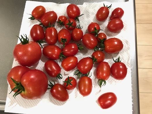 トマトが豊作b - 1