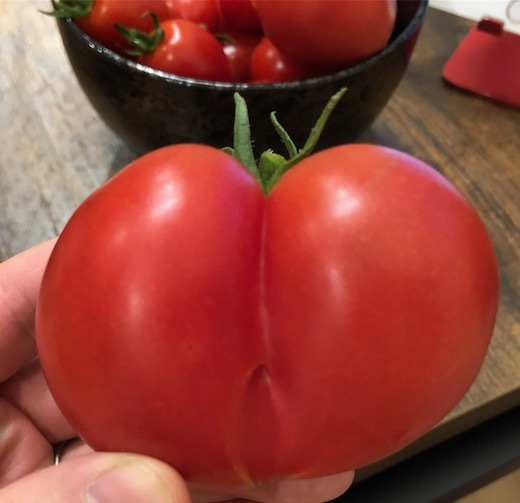トマトが豊作b - 2