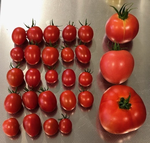 トマトが豊作c - 1