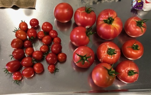 トマトが豊作d - 1
