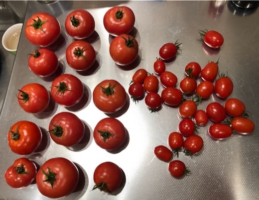 トマトが豊作f - 1