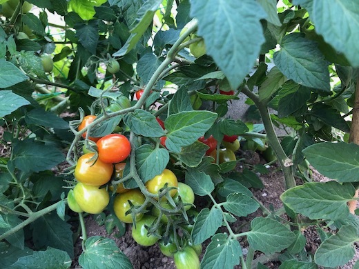トマトの色々b - 1