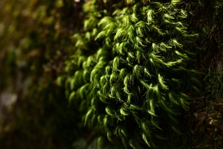 緑色の髪のような苔