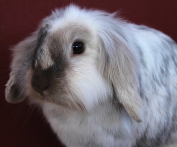 bunny_rabbit_cute_animal_white_pet_adorable_fur-733687.jpg