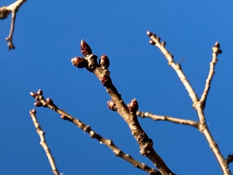 膨らむ早咲きの桜のつぼみ