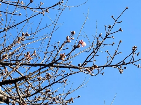つぼみもパンパンな桜の木