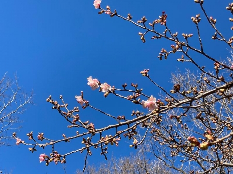 早咲きの河津桜がどんどん咲いていく