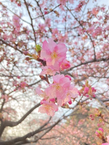 逆行の桜