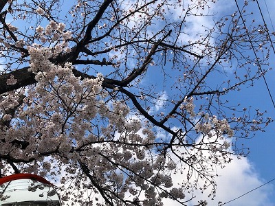 桜咲く（令和２）