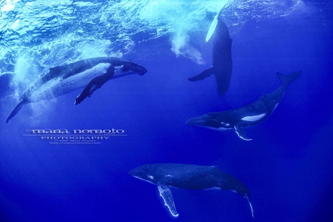 Four Whales 019_T_LR