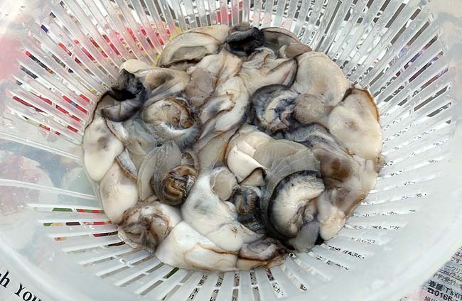 今シーズン初めて見つけた半額サロマ湖産牡蠣！一口豚肉と一緒にカキフライにします