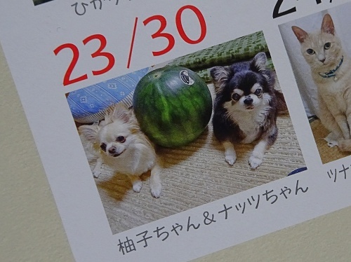 『ワンコ・ニャンコ365日カレンダー』