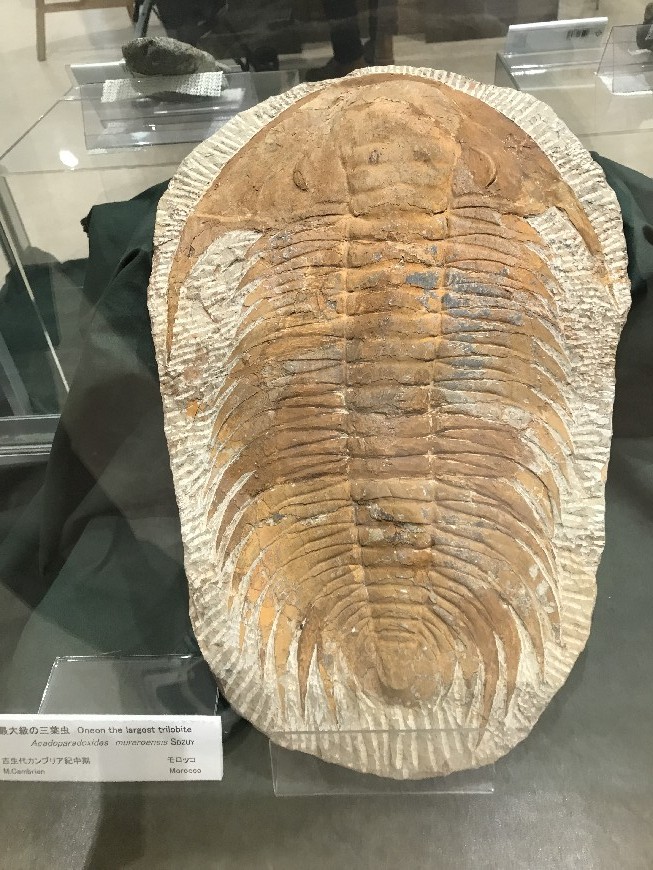 三葉虫の化石 モロッコ産 - 置物