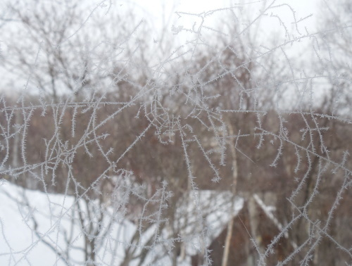 蜘蛛の巣霧氷