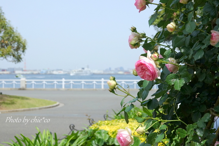 横浜 Rose Week-267